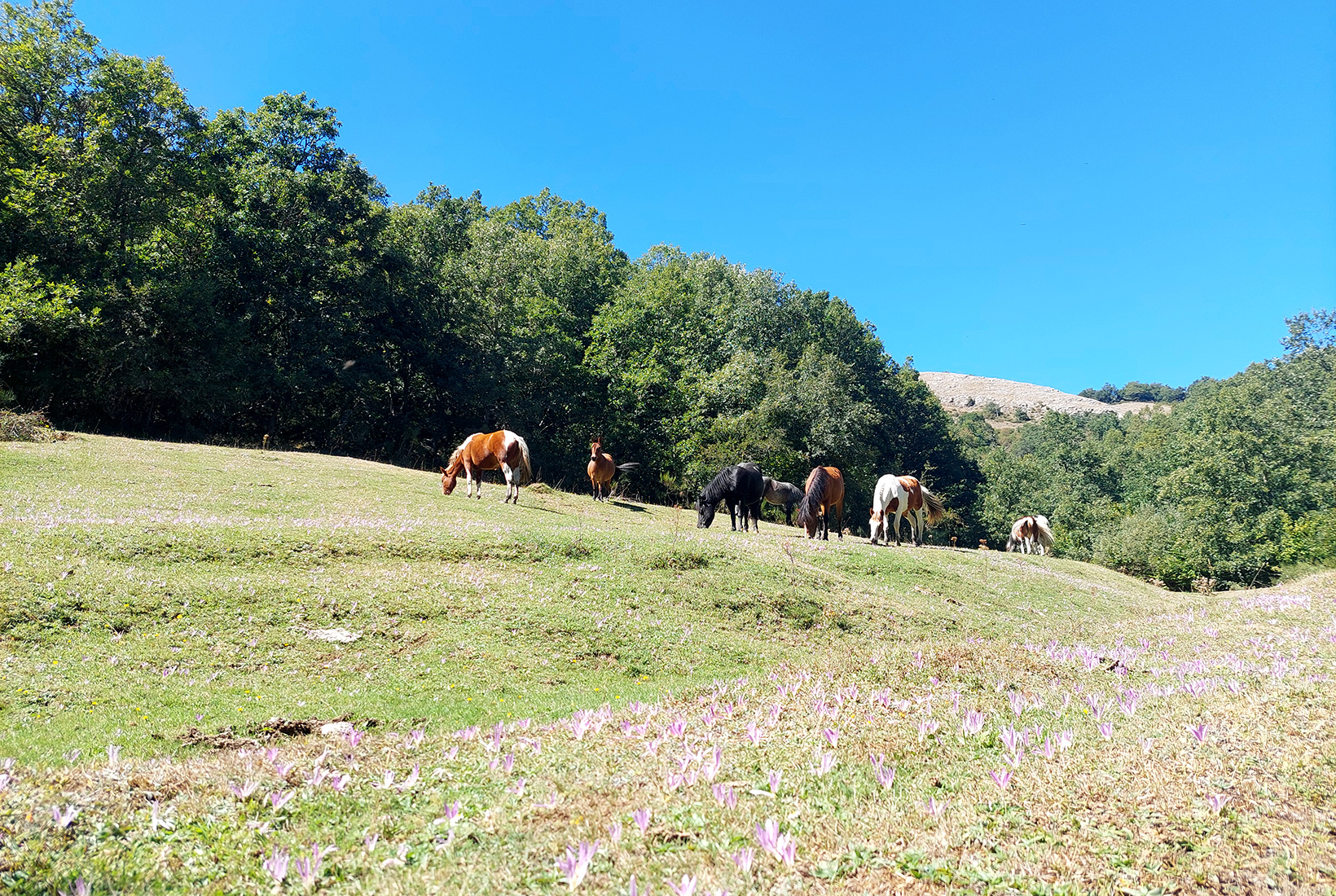 Varios caballos pastan en un prado.